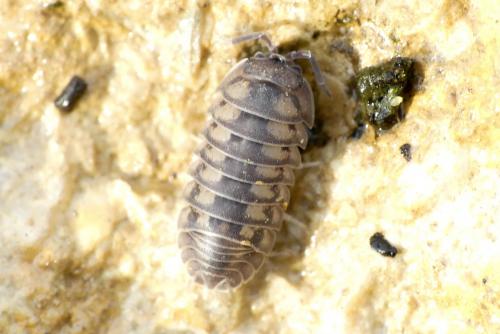 Réf. 272 630 : Armadillidium nasatum
